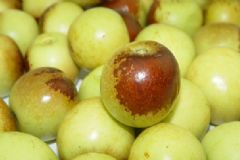 大棗的養(yǎng)生功效有哪些？吃大棗需要注意什么？[圖]