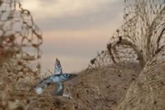 中國90%近海已無魚可捕，咸水魚和淡水魚有什么區(qū)別？[多圖]