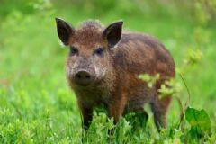 野豬咬傷女高中生屁股 被動物咬傷后如何緊急處理？[多圖]