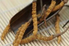 蟲草怎樣吃效果最好？蟲草的吃法推薦[圖]
