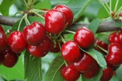 哪種紅色果子能有效補(bǔ)血？女人吃哪些紅色的果子能補(bǔ)血？[圖]