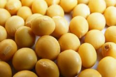 女人吃黃豆的好處有哪些？黃豆的營養(yǎng)價(jià)值高嗎？[圖]