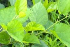 桑葉有哪些保健效果？桑葉有什么保健功效？[圖]