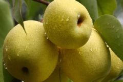 怎樣吃梨營養(yǎng)價值更高？如何吃梨子更有營養(yǎng)？[圖]