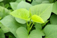 女人吃地瓜葉的好處有哪些？地瓜葉的營養(yǎng)價值高嗎？[圖]