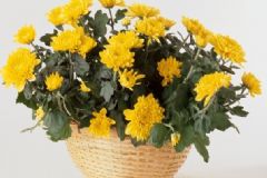 菊花有哪些養(yǎng)生的作用？菊花的養(yǎng)生吃法有哪些？[圖]