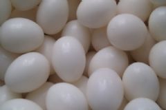 女人吃鴿子蛋的好處有哪些？鴿子蛋的營養(yǎng)價(jià)值高嗎？[圖]