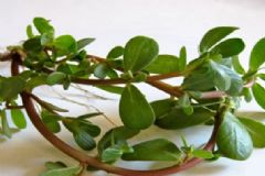 春季吃野菜要注意什么？春天吃野菜怎樣吃最健康？[圖]
