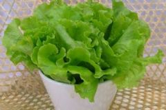 生菜有什么功效？生菜的做法有哪些？[圖]