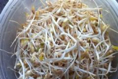 如何在家里發(fā)豆芽？發(fā)豆芽的正確方法有哪些？[圖]