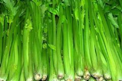 常吃芹菜能預(yù)防什么疾病？芹菜有哪些養(yǎng)生功效？[圖]
