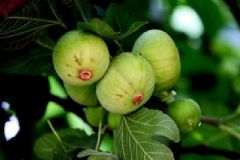 無花果可以空腹吃嗎？有哪些水果不能空腹吃？[圖]
