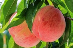 夏季吃桃子要注意什么？夏季吃桃子有哪些要注意的？[圖]