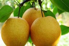 哪些水果有養(yǎng)肺的作用？吃什么水果能養(yǎng)肺？[圖]