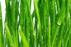韭菜能壯陽嗎？韭菜有什么營養(yǎng)成分？[圖]