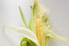 玉米須煮水怎么做？玉米須怎么食用？[圖]
