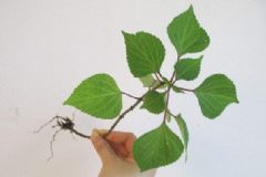紫蘇怎樣種植？有什么好吃的紫蘇葉吃法？[圖]