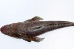 吃牛尾魚(yú)有什么好處？牛尾魚(yú)的功效作用有哪些？[圖]