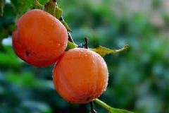 空腹吃柿子易導(dǎo)致胃結(jié)石！胃結(jié)石飲食禁忌有哪些？[圖]
