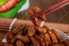 如何吃蠶蛹才不會中毒？蠶蛹和蟬蛹營養(yǎng)成分相同嗎？[圖]