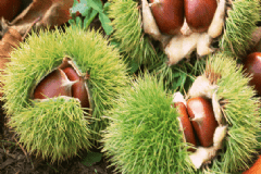 哪類人群吃板栗好？常吃板栗對身體有哪些好處？[圖]