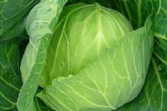 圓白菜有哪些好處？吃圓白菜可以消炎嗎？[圖]