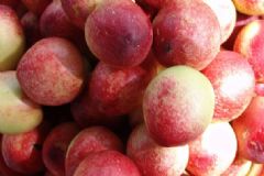 月經(jīng)期間能吃油桃嗎？油桃有哪些食用價(jià)值？[圖]