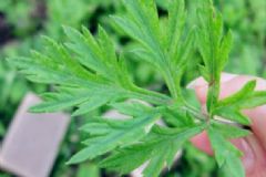 艾葉的用途有哪些？用艾葉如何養(yǎng)生？[圖]