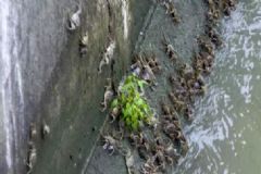 黃浦江岸邊有很多大閘蟹，吃大閘蟹有什么好處？[多圖]