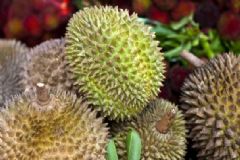 榴蓮和山竹能一起吃嗎？榴蓮和山竹可不可以一起吃？[圖]