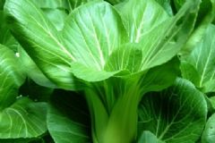 油菜對身體有什么好處？油菜的營養(yǎng)價值有多高？[圖]
