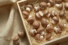 誤食毒蘑菇會出現(xiàn)什么癥狀？蘑菇中毒應(yīng)該怎么急救？[圖]