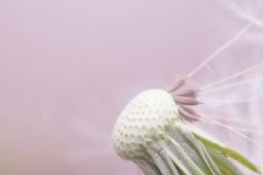 吃蒲公英會(huì)拉肚子嗎？吃蒲公英會(huì)腹瀉嗎？[圖]