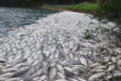 6萬(wàn)斤魚(yú)缺氧死亡，缺氧死亡的魚(yú)能吃嗎？[多圖]