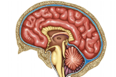 大腦發(fā)育不良要怎么治療？怎么有效的治療大腦發(fā)育不良？[圖]