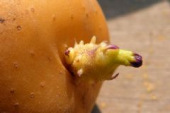發(fā)芽的土豆還能吃嗎？如何預(yù)防土豆發(fā)芽？[圖]