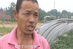 熊孩子闖進(jìn)西瓜棚破壞了9000斤西瓜，西瓜沒熟能吃嗎？[多圖]