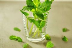 薄荷可以曬干泡茶喝嗎？薄荷能不能曬太陽？[圖]