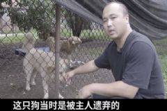 中國(guó)有4000萬(wàn)流浪狗，每年以1.5倍的速度增加[多圖]