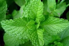 薄荷有哪些作用？薄荷的功效作用有哪些？[圖]