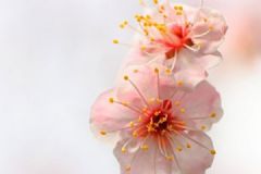 春天喝茶小妙方！推薦十款健康養(yǎng)生茶！[圖]