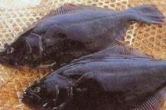 鼓眼魚有哪些功效？吃鼓眼魚的好處有哪些？[圖]