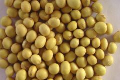 日常能增大胸部的食物有哪些？哪些食物的豐胸效果比較好？[圖]