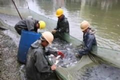 學(xué)校3000斤魚免費(fèi)吃，吃魚對(duì)身體有什么好處？[多圖]