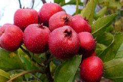 山楂不能同哪些食物一起吃？山楂的飲食禁忌有哪些？[圖]