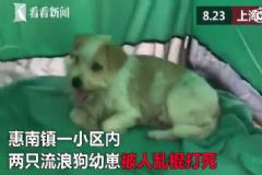 流浪狗咬傷小區(qū)業(yè)主孩子，業(yè)主亂棍打死一窩幼崽，被狗咬了咋辦？[多圖]