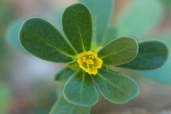 這種野菜能治白發(fā)還能明目！90%的人都不知道！[圖]