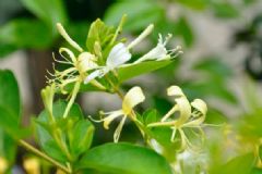玫瑰花和金銀花能一同泡水喝嗎？玫瑰花和金銀花能一起喝嗎？[圖]