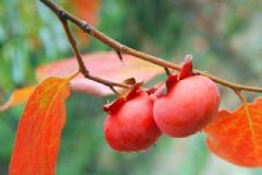 吃什么能清肺化痰？清肺化痰的食物有哪些？[圖]