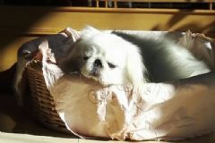 為什么我睡覺會流口水？睡覺流口水是因?yàn)槭裁碵圖]